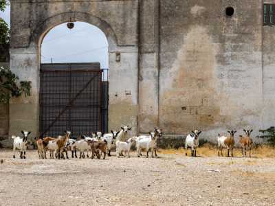 E a un certo punto, mentre facciamo un altro passo verso l�edificio, un gregge di circa venti caprette, bianche e marroni...